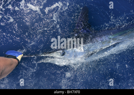 Schönen weißen Marlin echte Bill Fisch auf dem atlantischen Wasser Sportfischen Stockfoto