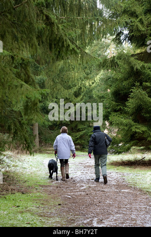 Zwei Frauen, die des Hundes für einen Spaziergang, Thetford Forest, Norfolk, Großbritannien Stockfoto