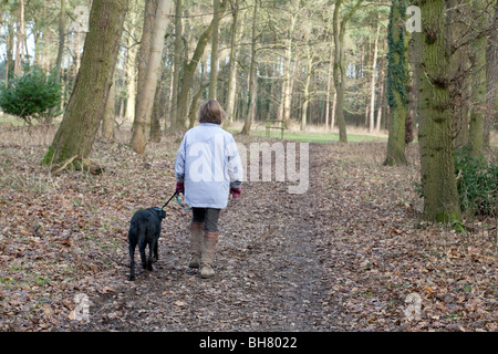 Eine Frau, die ihren Hund in den Wald, Thetford Forest, Norfolk, Großbritannien Stockfoto