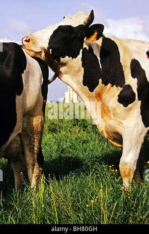 HOLSTEIN KUH, ORNE (61) Stockfoto