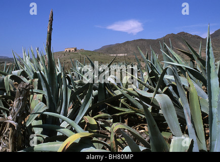 Agave Americana Pflanzen wachsen in der Reserva De La Biosfera Cabo de Gata-Níjar. Provinz Almería, Spanien Stockfoto