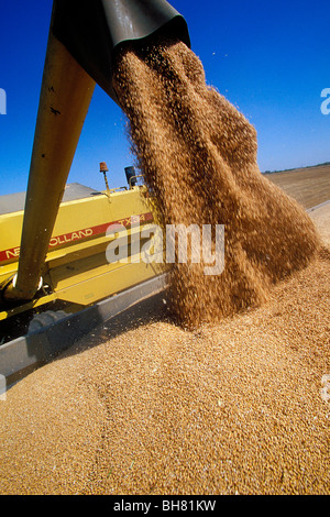 KOMBINIEREN SIE HARVESTER ENTLEERUNG DER LADUNG IN EINE VOLLE ANHÄNGER WÄHREND DES WEIZENS ERNTEN IN BEAUCE Stockfoto