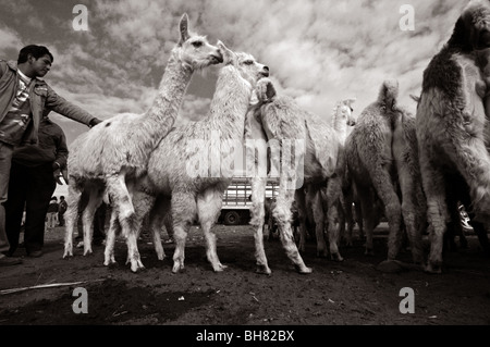 Ecuador, Saquisili, lokale Mann erreichte eine Gruppe von weißen Lamas mit seiner Hand zum Anfassen Stockfoto