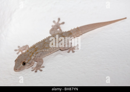 Maurischer Gecko regenerierte Schwanz. Stockfoto