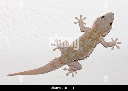 Maurischer Gecko regenerierte Schwanz. Stockfoto