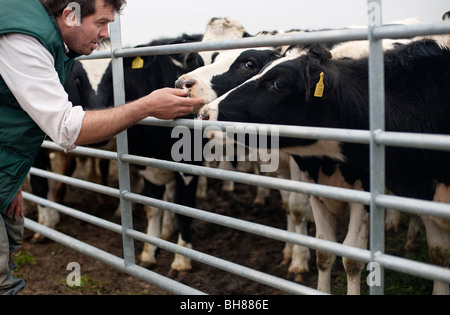 Bauer mit Kühen Stockfoto