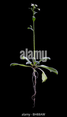 Wildtyp Arabidopsis Thaliana, auch bekannt als Ackerschmalwand, Schiefer Kresse oder Hornkraut Kresse. Stockfoto