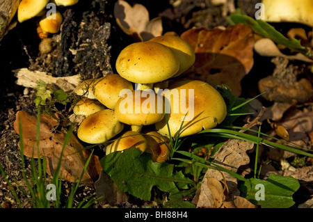 Nahaufnahme von Pilzen, die an der Basis wachsen Ein alter Baumstumpf im Herbst England Vereinigtes Königreich Großbritannien GB Großbritannien Stockfoto