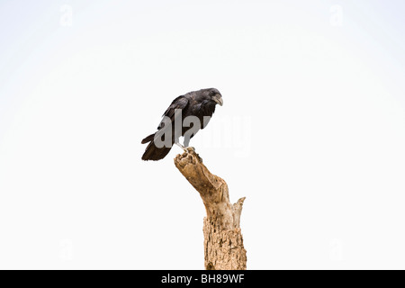 Eine Krähe saß auf einem abgestorbenen Baum Stockfoto