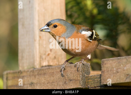 Männliche Buchfink am Futtertisch Stockfoto