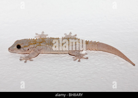 Maurischer Gecko regenerierte Schwanz. Stockfoto