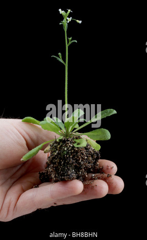 Wildtyp Arabidopsis Thaliana, auch bekannt als Ackerschmalwand, Schiefer Kresse oder Hornkraut Kresse. Stockfoto