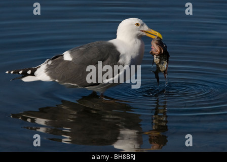 Westliche Möve Larus Occidentalis Morro Bay, Kalifornien USA Stockfoto