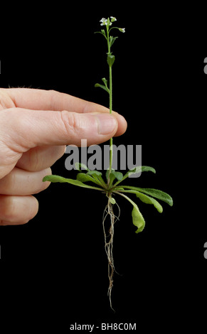 Wildtyp Arabidopsis Thaliana, auch bekannt als Ackerschmalwand, Schiefer Kresse oder Hornkraut Kresse. Stockfoto