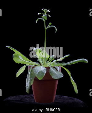 Wildtyp Arabidopsis Thaliana, auch bekannt als Ackerschmalwand, Schiefer Kresse oder Hornkraut Kresse. Stockfoto