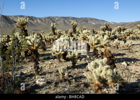 Teddy-Bear Cholla Cylindropuntia Bigelovii Cholla Cactus Garden Joshua Tree Nationalpark Kalifornien USA Stockfoto