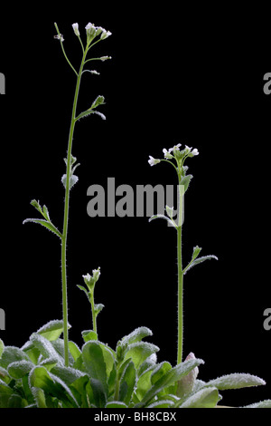 Wildtyp Arabidopsis Thaliana, auch bekannt als Ackerschmalwand, Schiefer Kresse oder Hornkraut Kresse. Stockfoto