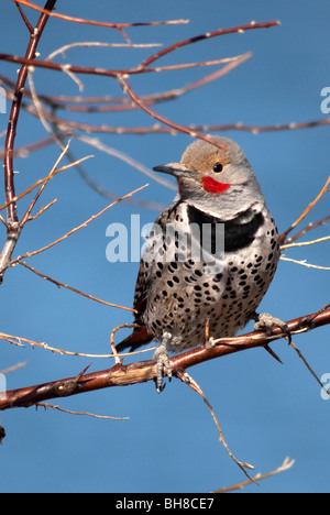 Nördlichen Flimmern Colaptes Auratus Monte Vista National Wildlife Refuge Colorado USA Stockfoto