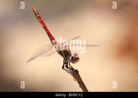 Männlichen rot-Veined Darter Libelle Stockfoto