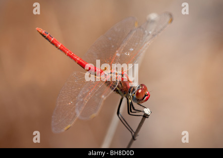 Männlichen rot-Veined Darter Libelle Stockfoto