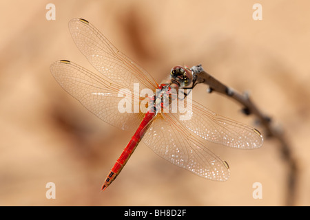 Männlichen rot-Veined Darter Libelle Stockfoto