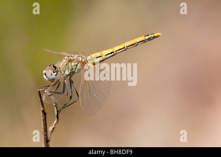 Weibliche rot-veined Darter Libelle Stockfoto