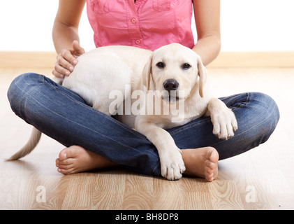 Junge Frau hält einen schönen und niedlichen Labrador Hund Stockfoto