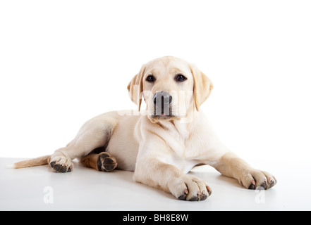 Studio-Porträt einer schönen und niedlichen Labrador Hund Rasse Stockfoto