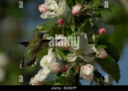 Calliope Kolibri (Stellula Calliope) ernähren sich von Blütennektar, weiblich oder juvenile Stockfoto