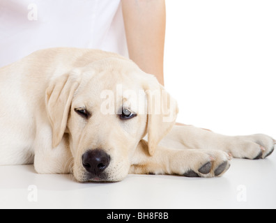 Close-up Portrait von einem Labrador Hund eine mit einem kranken Gesicht Stockfoto