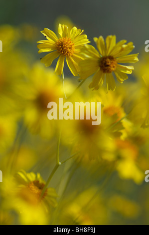 Wüste Sonnenblume (Geraea Canescens) Stockfoto