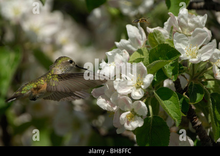 Calliope Kolibri (Stellula Calliope) ernähren sich von Blütennektar, weiblich oder juvenile Stockfoto