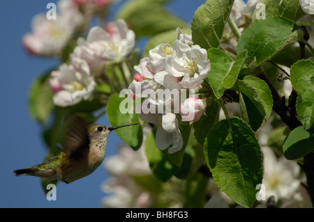 Calliope Kolibri (Stellula Calliope) ernähren sich von Blütennektar, weiblich oder juvenile Stockfoto