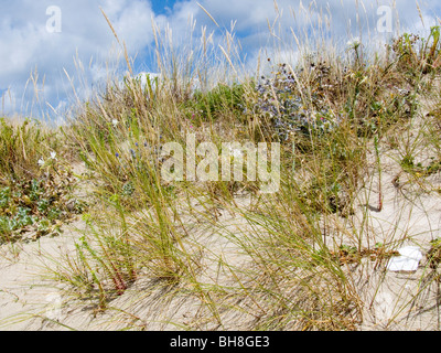 Seegras und Blumen wachsen auf einem einsamen Strand in Finisterre, Galicien, Spanien Stockfoto