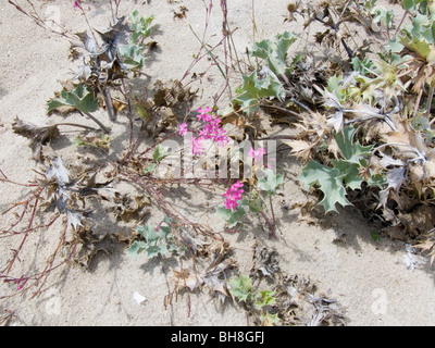 Blumen wachsen auf einem einsamen Strand in Finisterre, Galicien, Spanien Stockfoto