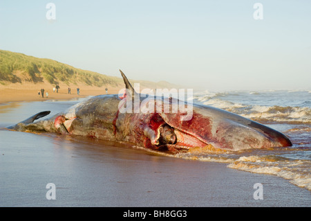 Ein toter Pottwal (Physeter Macrocephalus) angespült am Balmedie Strand in der Nähe von Aberdeen. Stockfoto