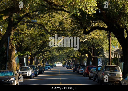 Südliche Phaseneiche Bäume im Garden District, New Orleans, Louisiana Stockfoto