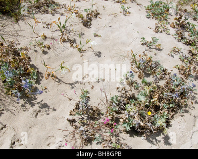 Blumen wachsen auf einem einsamen Strand in Finisterre, Galicien, Spanien Stockfoto