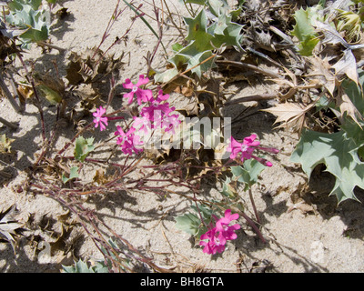 Blumen wachsen auf einem einsamen Strand in Finisterre, Galicien, Spanien Stockfoto