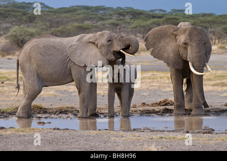 Afrikanische Elefanten (Loxodonta Africana) kleines Kalb versucht, aus dem Mund seiner Mutter Ndutu Ngorongoro Tansania trinken Stockfoto