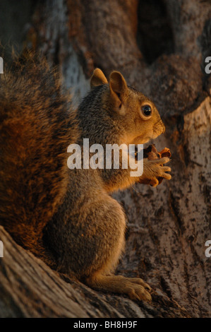 Östlichen Fuchs, Eichhörnchen (Sciurus Niger) Stockfoto