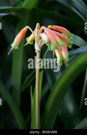 Hängenden Clivia oder Greentip Kaffir Lily, Clivia Nobilis, Amaryllisgewächse, Südafrika Stockfoto