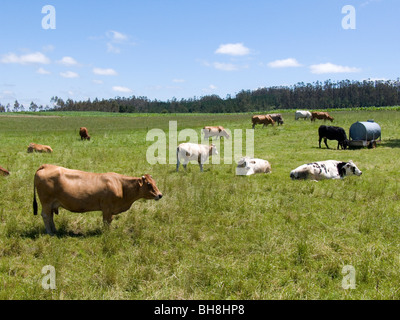 Grasende Kühe auf einer galizischen Field, Spain Stockfoto