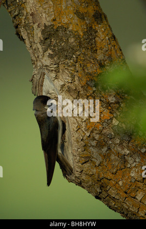 Baum schlucken (Tachycineta bicolor), auf der Suche nach Verschachtelung Hohlraum Stockfoto