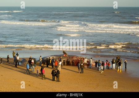 Personen suchen in ein toter Pottwal (Physeter Macrocephalus) an Balmedie Strand in der Nähe von Aberdeen gespült. Stockfoto