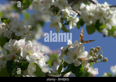 Distelfalter Schmetterling (Vanessa Cardui) Fütterung von Blumen Stockfoto