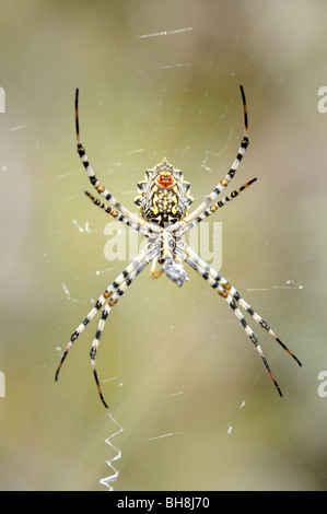 Weiblich-Garten Radnetz Spinne Finisihing ernähren sich von Insekten, die in Seide gehüllt Stockfoto