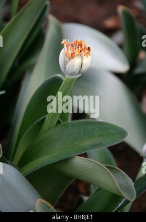 Puderquaste, Royal Pinsel oder weiße Blut Lilie, Haemanthus Albiflos, Amaryllisgewächse, Kapprovinz, Südafrika Stockfoto