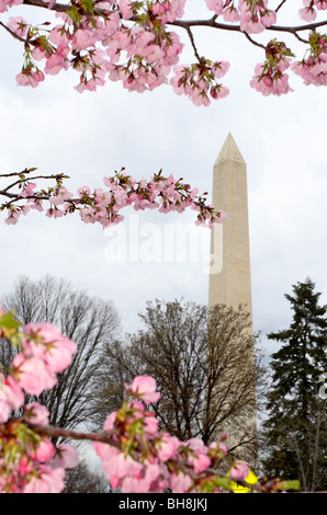 Washington Monument und Kirschblüten in Washington, D.C. Stockfoto