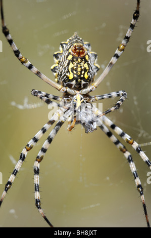 Weiblich-Garten Radnetz Spinne Finsishing ernähren sich von Insekten, die in Seide gehüllt Stockfoto